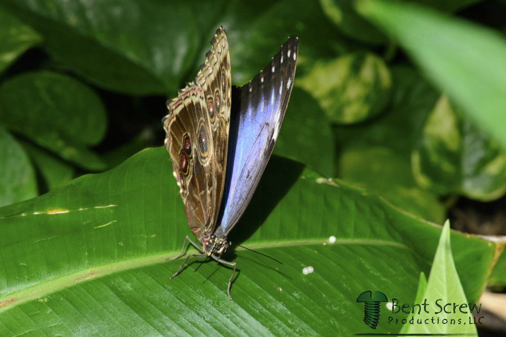 Butterfly - Common Morpho Wings Up